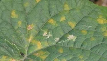 黄瓜霜霉病防治措施是什么 黄瓜霜霉及其防治