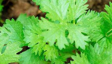 芫荽种植技术与管理方法（芫荽种植技术和时间）