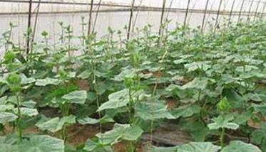 日光温室黄瓜反季节栽培技术 冬季日光温室黄瓜高产栽培技术