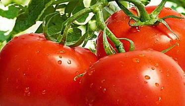 西红柿无支架栽培技术与步骤 种植西红柿需要支架吗