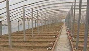 冬春大棚茄子种植高产管理技术（冬春大棚茄子种植高产管理技术要点）