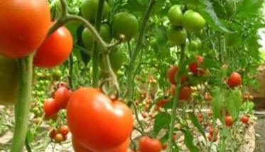 番茄成熟的季节是什么时候 番茄成熟的季节是几月