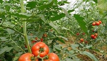 番茄的温度管管理与控制