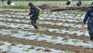 苦瓜种植管理技术与主要步骤（种植苦瓜怎么管理）