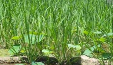 茭瓜种植管理技术要点 重点是水肥的管理