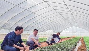 蜜本南瓜栽培技术要点与步骤 蜜本南瓜的种植最新技术