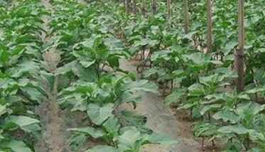 茄子定植方法