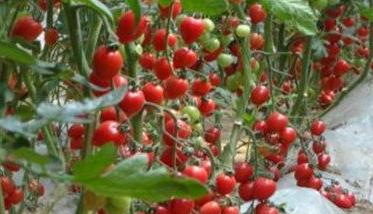 大棚促再生栽培樱桃番茄的方法（大棚促再生栽培樱桃番茄的方法有哪些）