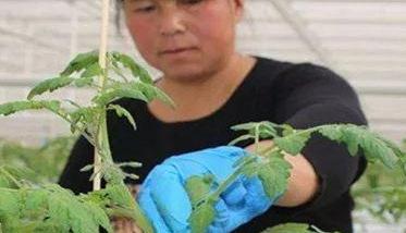 番茄换头整枝技术