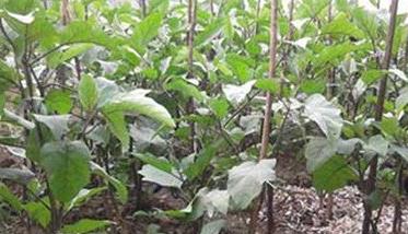 夏茄子定植后怎样浇水（夏茄子种植技术）