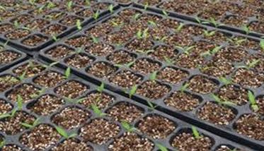 番茄播种与育苗方法