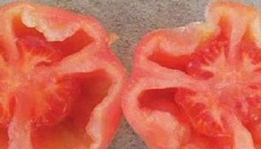番茄空洞果的原因是什么 番茄空洞果是什么原因造成的