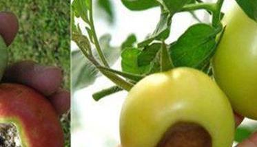 番茄筋腐果的两个类型