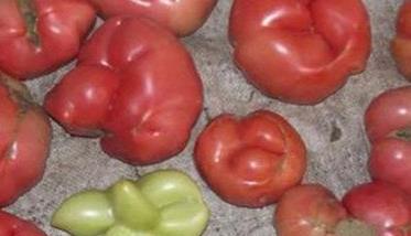 番茄僵果的形成原因是什么 番茄僵果图片大全