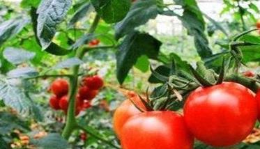 番茄的光照和温度管理