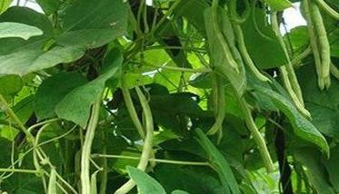 怎样夺取菜豆早熟高产 菜豆高产栽培技术
