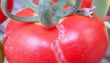 番茄裂果是什么原因造成的