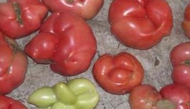 西红柿畸形果形成的原因 西红柿畸形果形成的原因有哪些