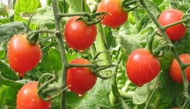 西红柿种植注意事项 西红柿的种植方法和管理技术视频