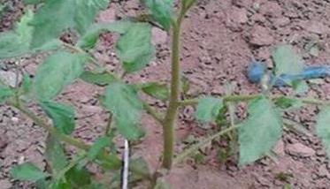 番茄扦插育苗的主要优点