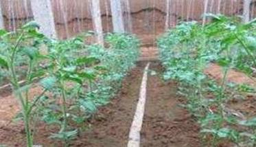 西红柿需肥规律 西红柿全程用肥方案