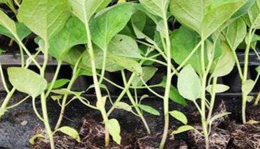 大棚茄子种植管理技术要点有哪些（大棚茄子种植管理技术要点有哪些呢）