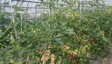 番茄冬前及越冬期间管理