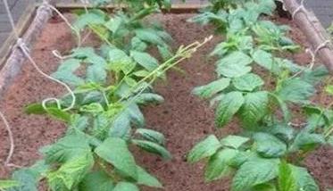 掌握豇豆种植方法实现高产稳产