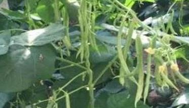 秋菜豆在栽培上应掌握哪些技术要点 秋菜豆角种植时间和温度
