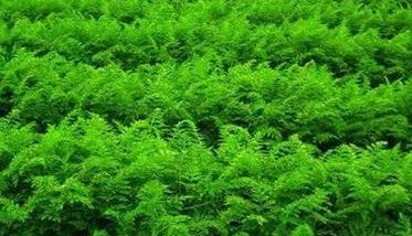 胡萝卜种植的品种选择