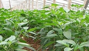 大棚青椒种植技术及其重要步骤 大棚青椒种植技术及其重要步骤有哪些