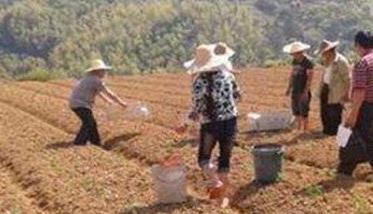 大蒜基肥施什么肥料