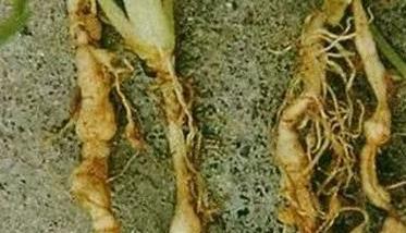 大葱沤根的症状