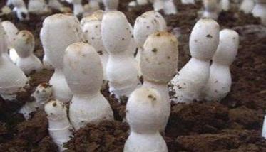 鸡腿菇种植方法 鸡腿菇栽培技术资料