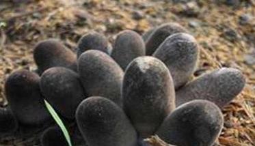 草菇如何种植 草菇超高产栽培技术