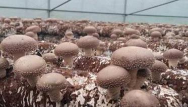 栽培料酸碱度对香菇的影响