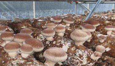 香菇种植温度是多少 香菇种植温度是多少度