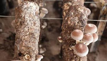 香菇生长发育的条件要求