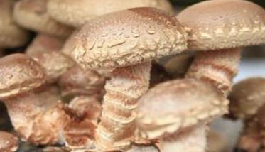怎样用速生高产栽培新技术种香菇