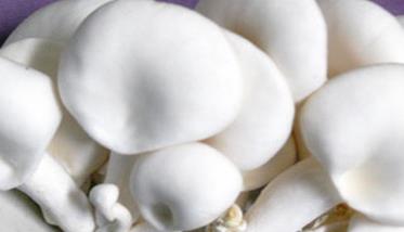 白灵菇生长最适温度是多少 白灵菇出菇温度