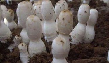鸡腿菇种植技术要点与步骤