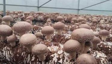 香菇生长环境要求有哪些
