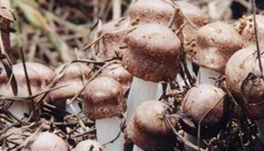 草菇杂菌怎么防治