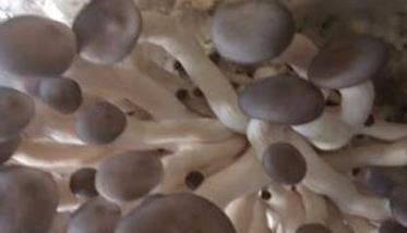 草菇培养料有几种 草菇培养料的配制方法