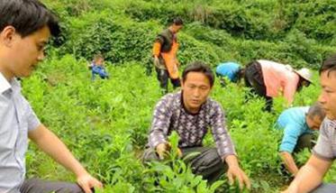 白术高效种植的几个关键步骤