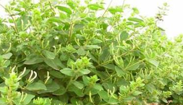 金银花栽植技术