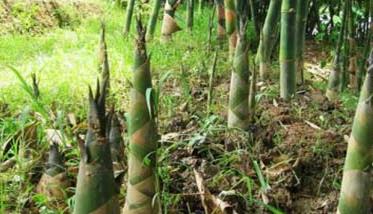 竹笋种植时间和方法 食用竹笋怎么种植