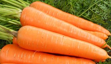 胡萝卜的功效与作用 胡萝卜的功效与作用禁忌
