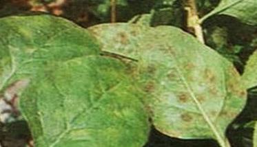 枸杞树常见病虫害的防治方法简介 枸杞树常见病虫害的防治方法简介视频