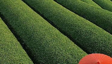 无公害茶叶种植技术（无公害茶叶生产技术规程）